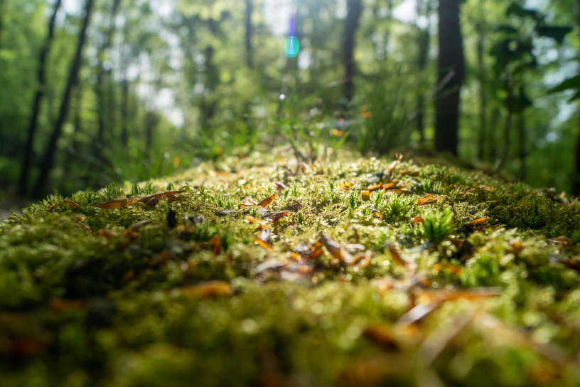 Waldboden im Frühling